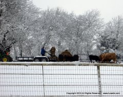 Lucas Ranching in Snow